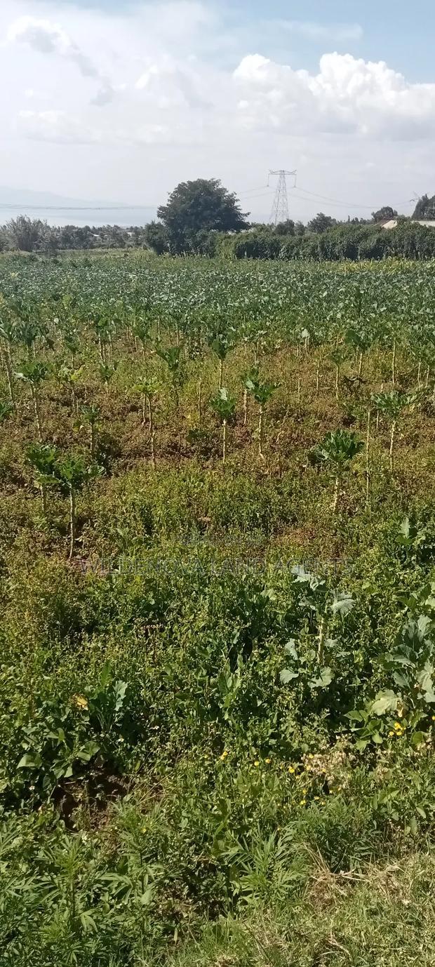 Land on Sale at Kinungi Naivasha