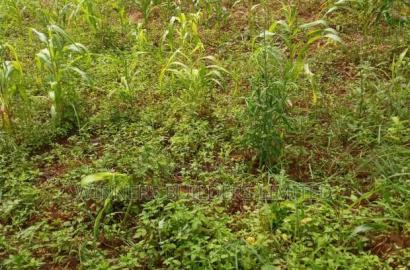 1 Acre Red Soil for Sale at Makuyu
