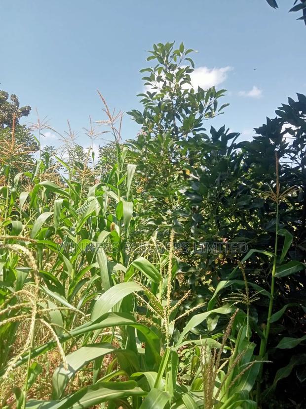 Land for Sale at Makuyu