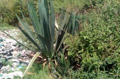 Selling 5 Acres At Thika Kiganjo,Kanguki