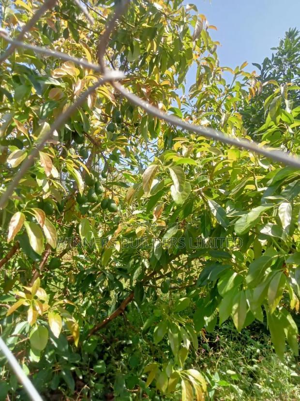Land for Sale at Kamahuha