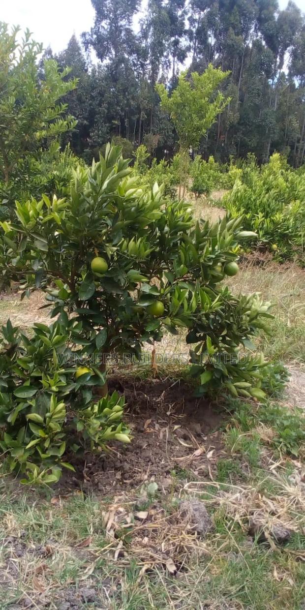 Land for Sale in Narumoro