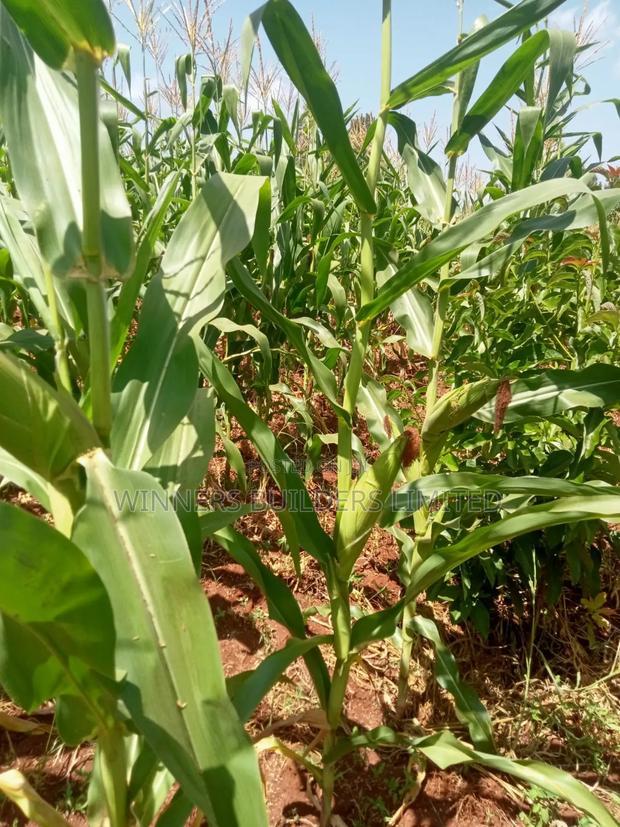 Land for Sale at Makuyu