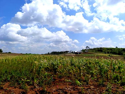 Prime 50 by 100ft Plots for Sale in Kikuyu,Ndiguini Area - Image 5