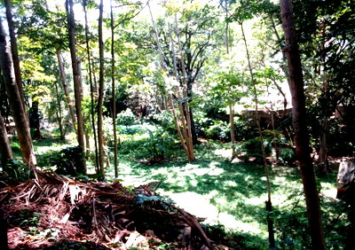 3/4 Acre Garden Plot with Parking - Westlands
