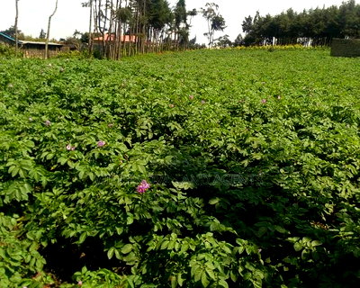 1 Acre on Sale at Naivasha View Point - Image 2