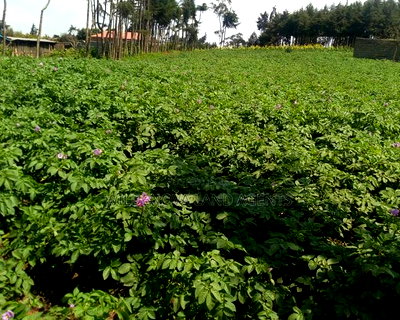 1 Acre on Sale at Naivasha View Point - Image 1