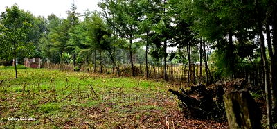 1/4 Plot for Sale in Cheplasgei Bypass Greenwood Eldoret - Image 12