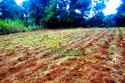 0.25 Acre Land for Sale in Ondiri - Kikuyu - Image 4