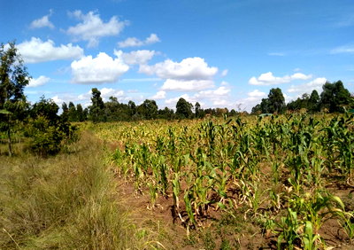 KSh 20M Kabiria Plot