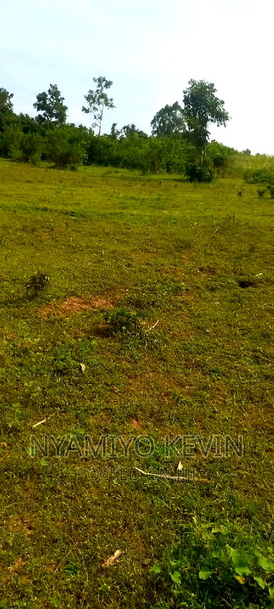 Sega Ugambe - Image 1