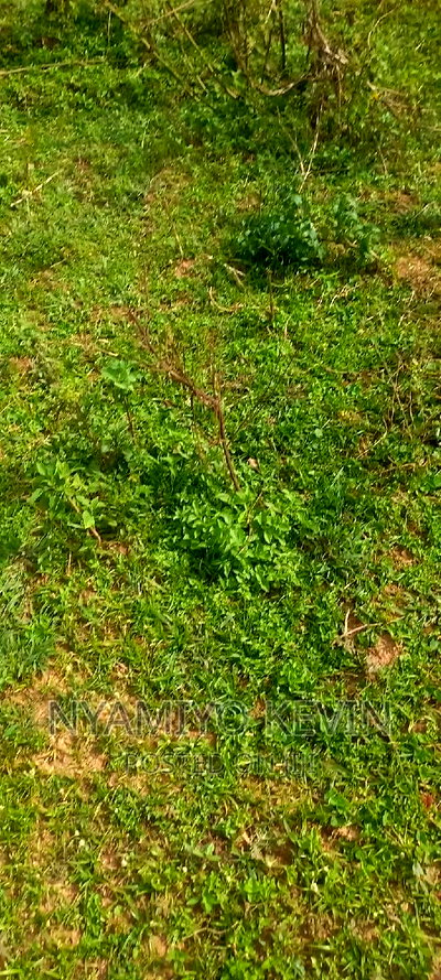 Sega Ugambe - Image 2