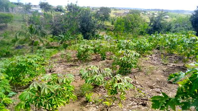 Quarter Acre Mariman - Image 4