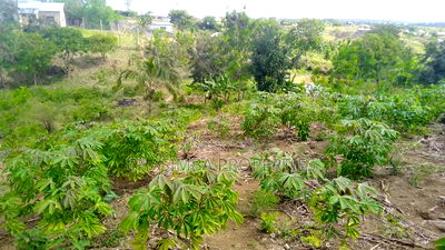 Quarter Acre Mariman - Image 5