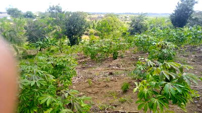 Quarter Acre Mariman - Image 3