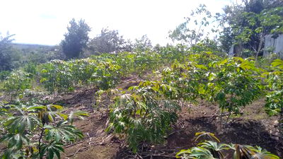 Quarter Acre Mariman - Image 1