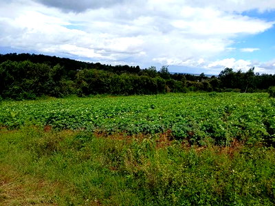 Distress! Prime Redsoil 50 by 100 Plot in Upper Matasia - Image 2