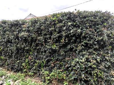 3bdrm Bungalow in Kiserian for sale - Image 11