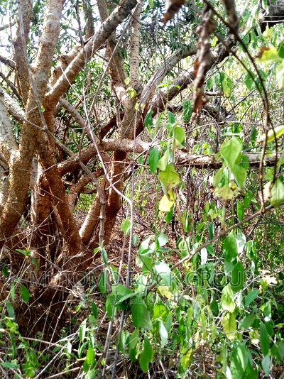 10,000 Acres for Sale - Image 2