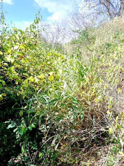 10,000 Acres for Sale - Image 4