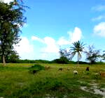 6.5-Acre Beachfront Land with Garden