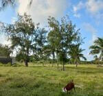 6.5-Acre Beachfront Land with Garden