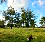 6.5-Acre Beachfront Land with Garden