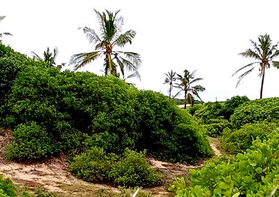 14-Acre Beach Plot in Malindi