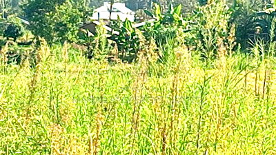 0.5 Acres for Sale in Kakamega - Image 5
