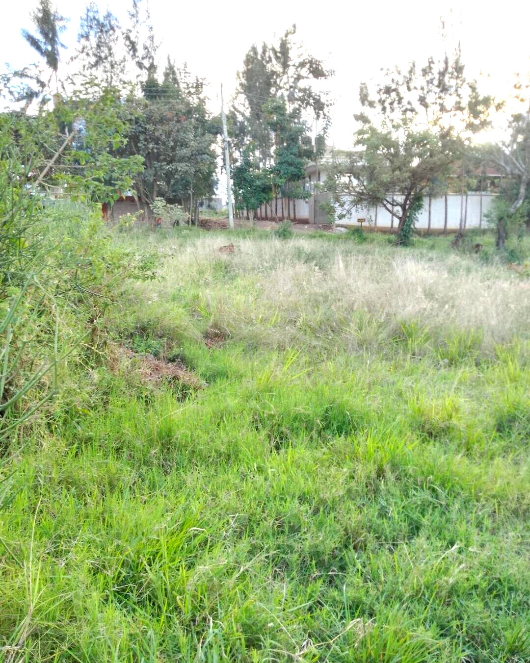 50x100 Plot in Membley for KSh 7M