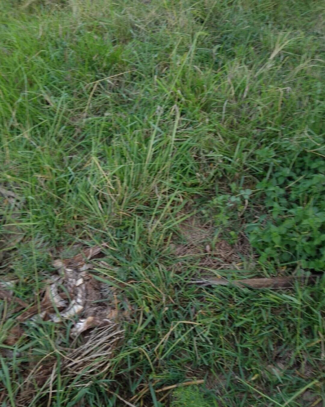 50x100 Plot in Membley for KSh 7M