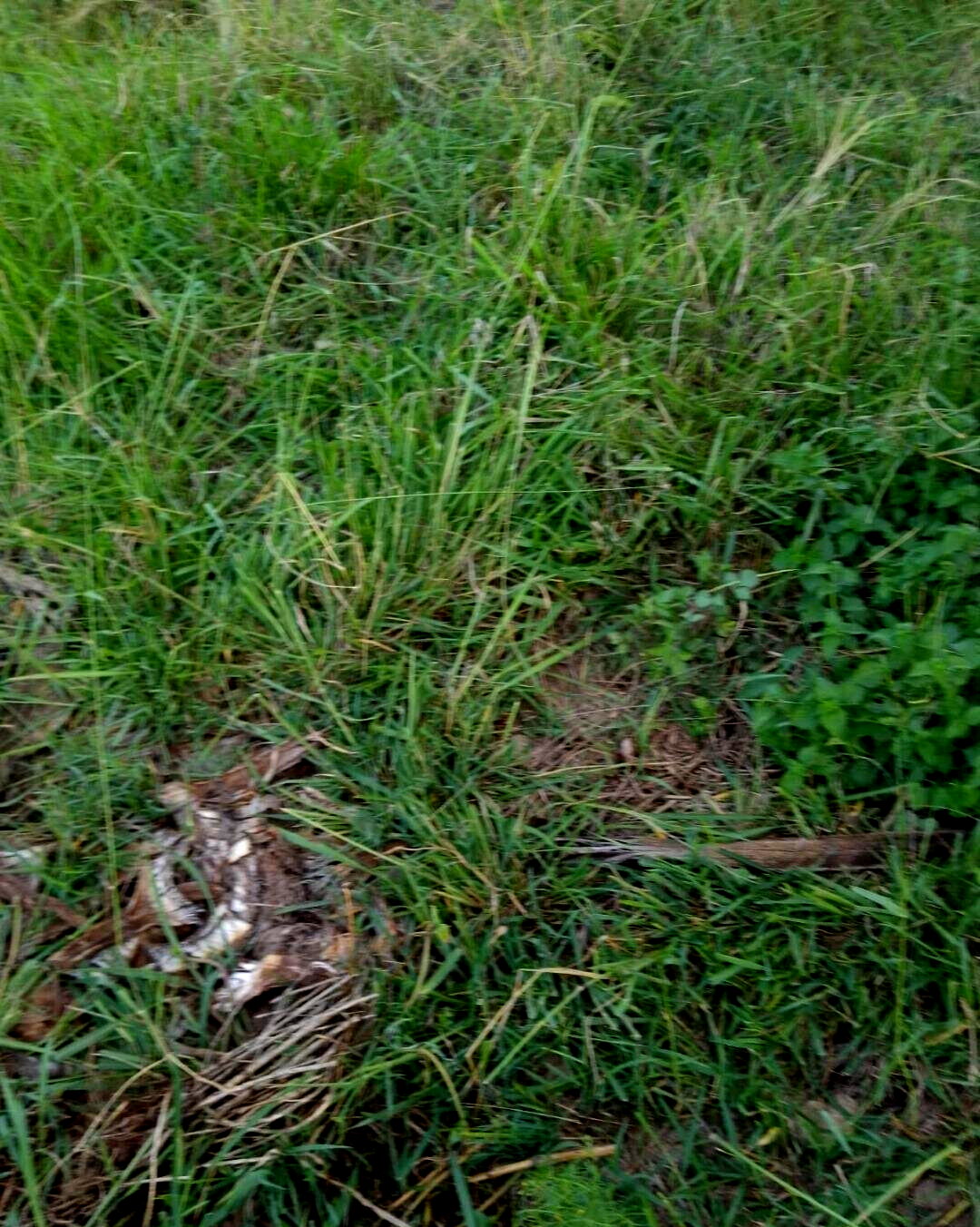 50x100 Plot in Membley for KSh 7M