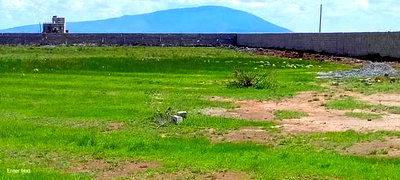 Plots for Sale in Kiambu County (1/8 1 /4 Acre) - Image 4