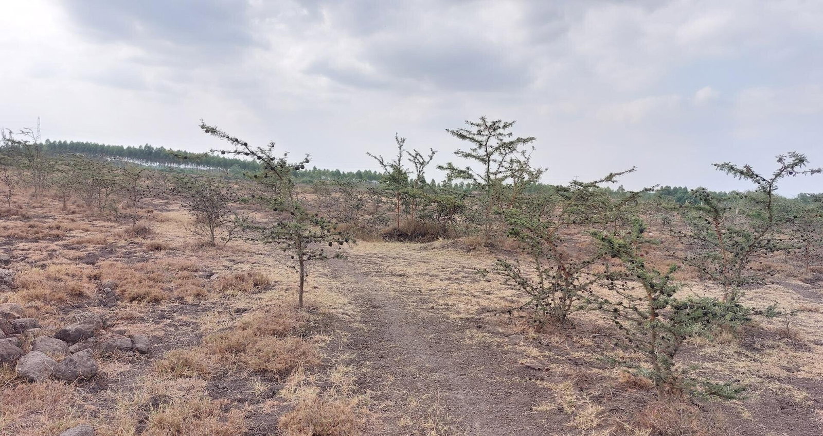 2.5-Acre Garden Plot Off Eastern Bypass