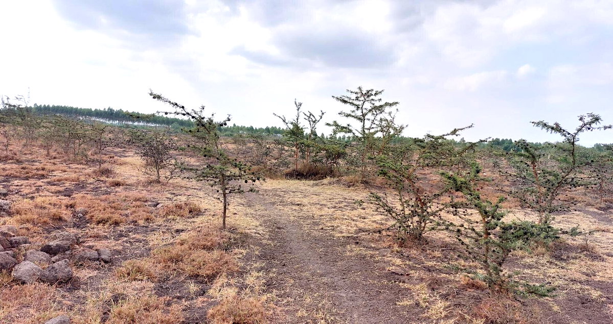 2.5-Acre Garden Plot Off Eastern Bypass