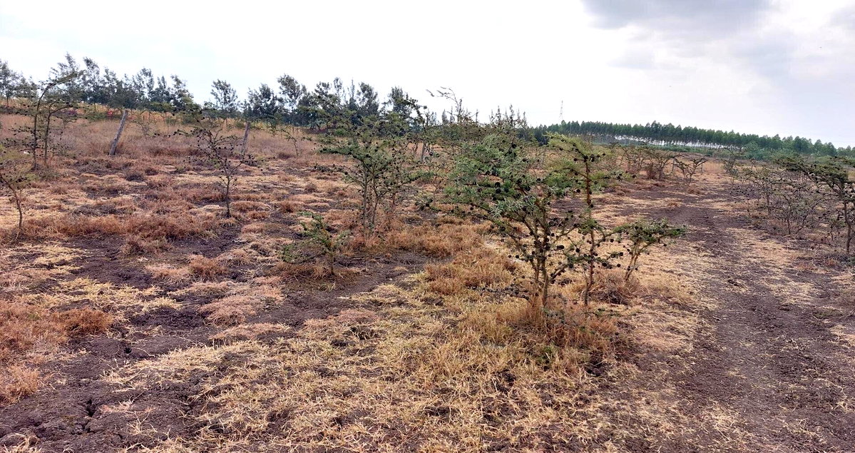 2.5-Acre Garden Plot Off Eastern Bypass