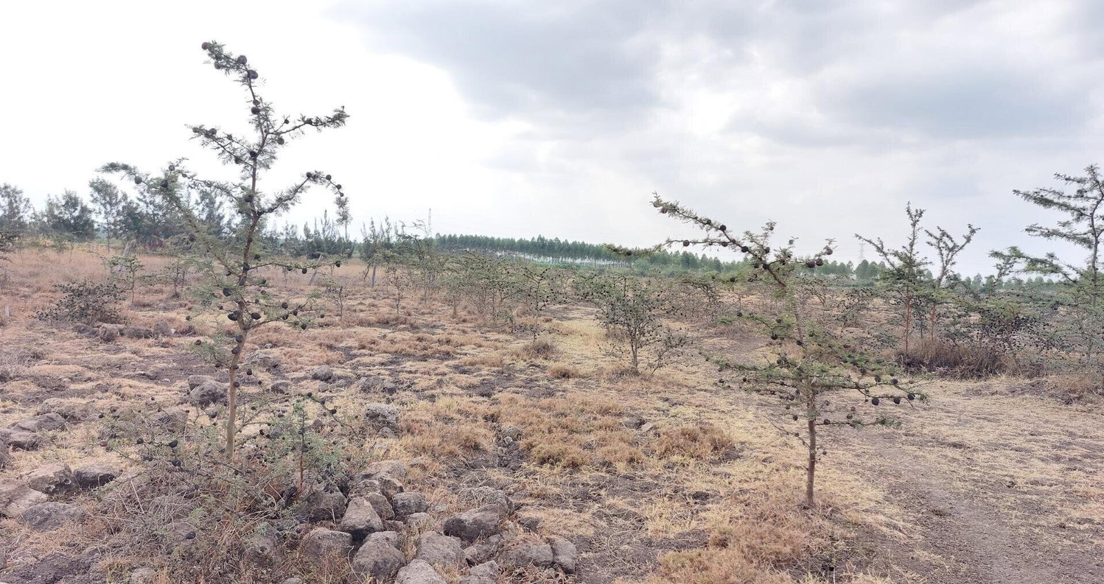 2.5-Acre Garden Plot Off Eastern Bypass