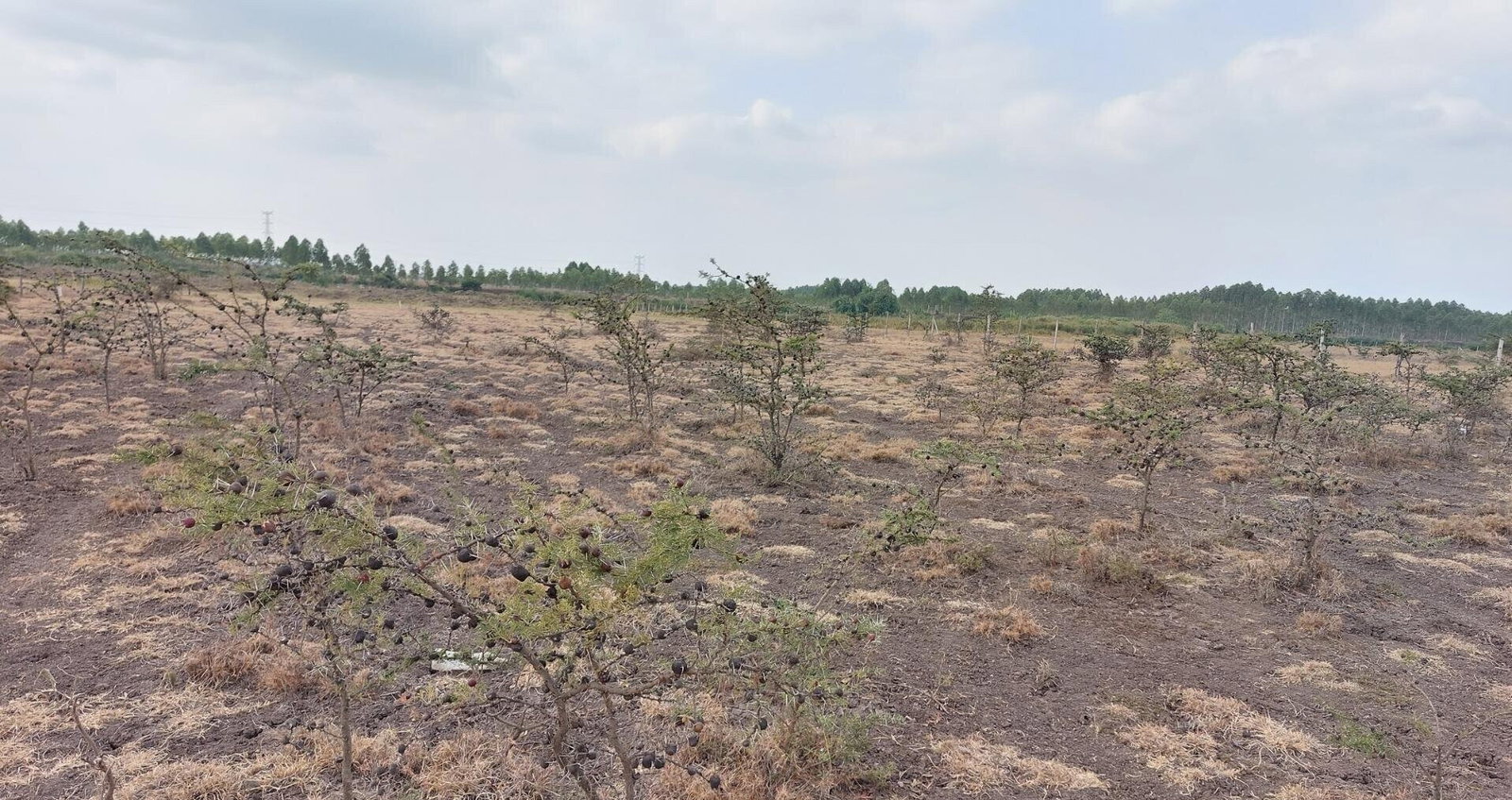 2.5-Acre Garden Plot Off Eastern Bypass
