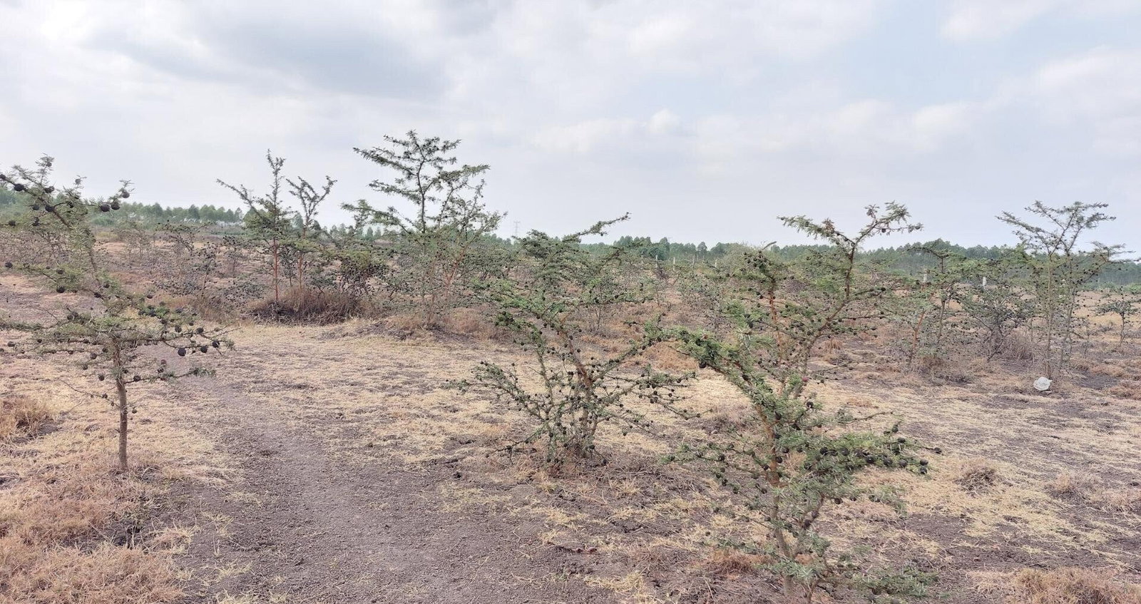 2.5-Acre Garden Plot Off Eastern Bypass