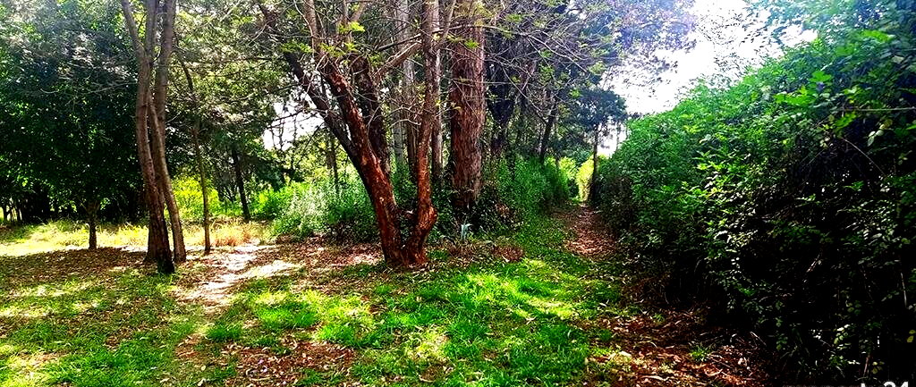 10-Acre Karen Plot at KSh 1B