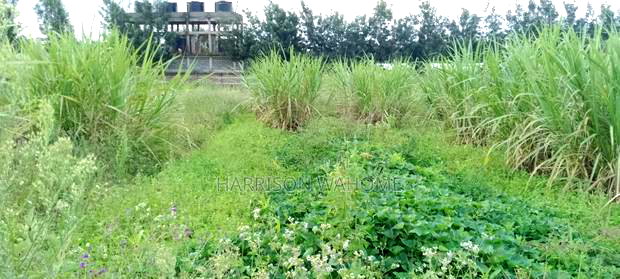 50*100 Plot for Sale in Ngong Kibiko.