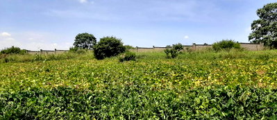 Quarter Acre Plot with Garden