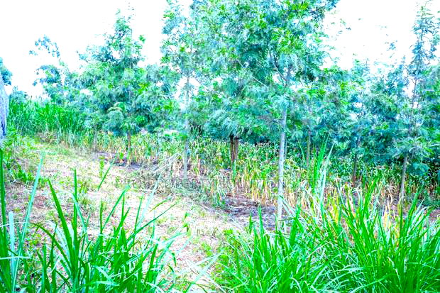 Prime 1/4-Acre Residential Plot for Sale Kikuyu, Thamanda