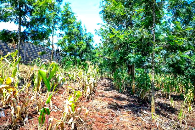 Prime 1/4-Acre Residential Plot for Sale Kikuyu, Thamanda