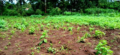 Prime 100 By100 Residential Plot for Sale in Kikuyu,Muguga - Image 5