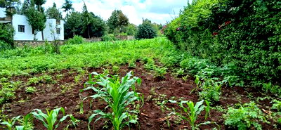 Prime 100 By100 Residential Plot for Sale in Kikuyu,Muguga - Image 7