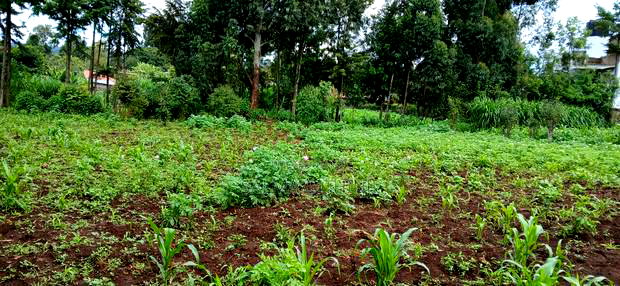 Prime 100 By100 Residential Plot for Sale in Kikuyu,Muguga