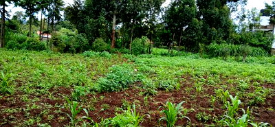 Prime 100 By100 Residential Plot for Sale in Kikuyu,Muguga - Image 4