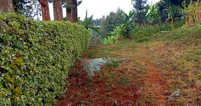 50x100 Plot Under 3M in Ndenderu