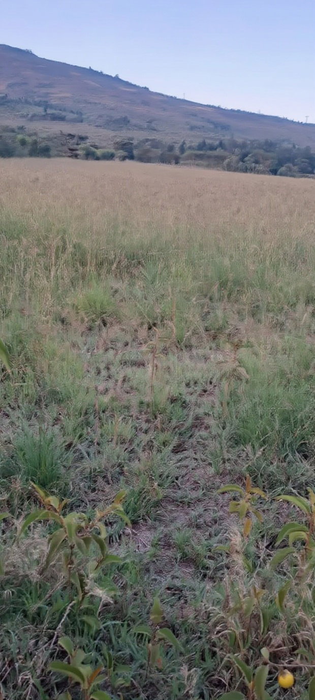 A Very Nice 100 by 100 Plot for Sale Along Mai Mahiu